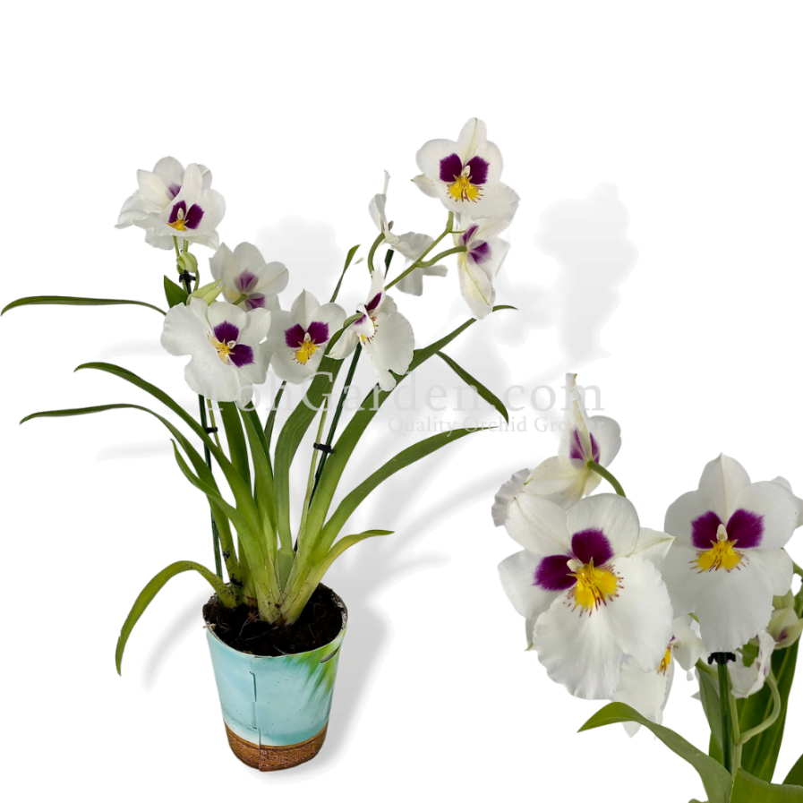 White Miltoniopsis hybrids (2 Spikes Large Flowers)