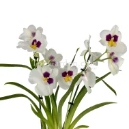 White Miltoniopsis hybrids (2 Spikes Large Flowers)