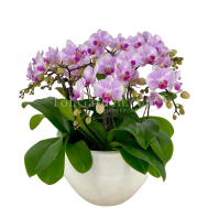 Phalaenopsis Cherub Arrangement (5 in 1)