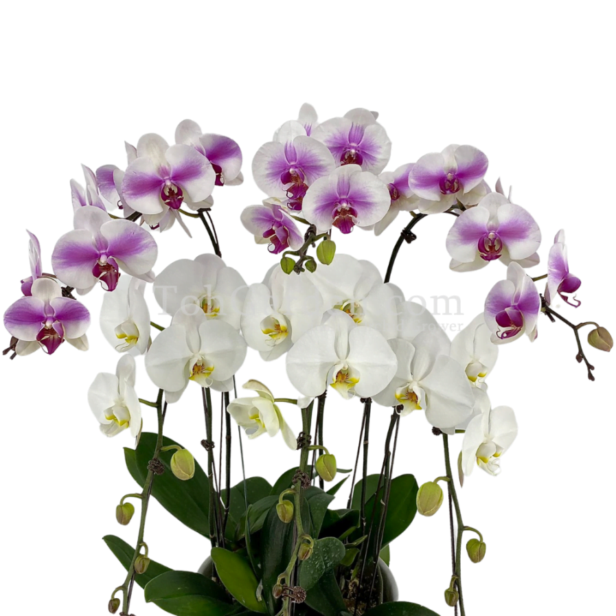 Phalaenopsis Bicolour (6 in 1)