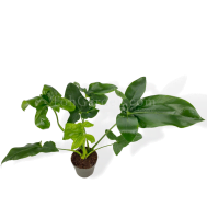 Philodendron Fun Bun