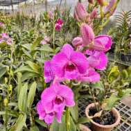 Dendrobium Candy Stripe