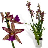 Oncidium Pink Leopard