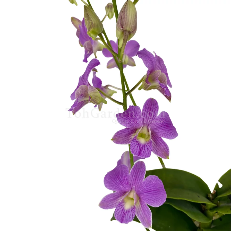 Dendrobium Candy Stripe - Toh Garden : Singapore Orchid Plant & Flower ...