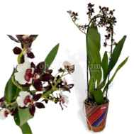 Oncidium Black Pearl