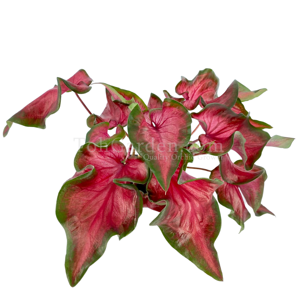 Caladium Phoenix - Toh Garden : Singapore Orchid Plant & Flower Grower