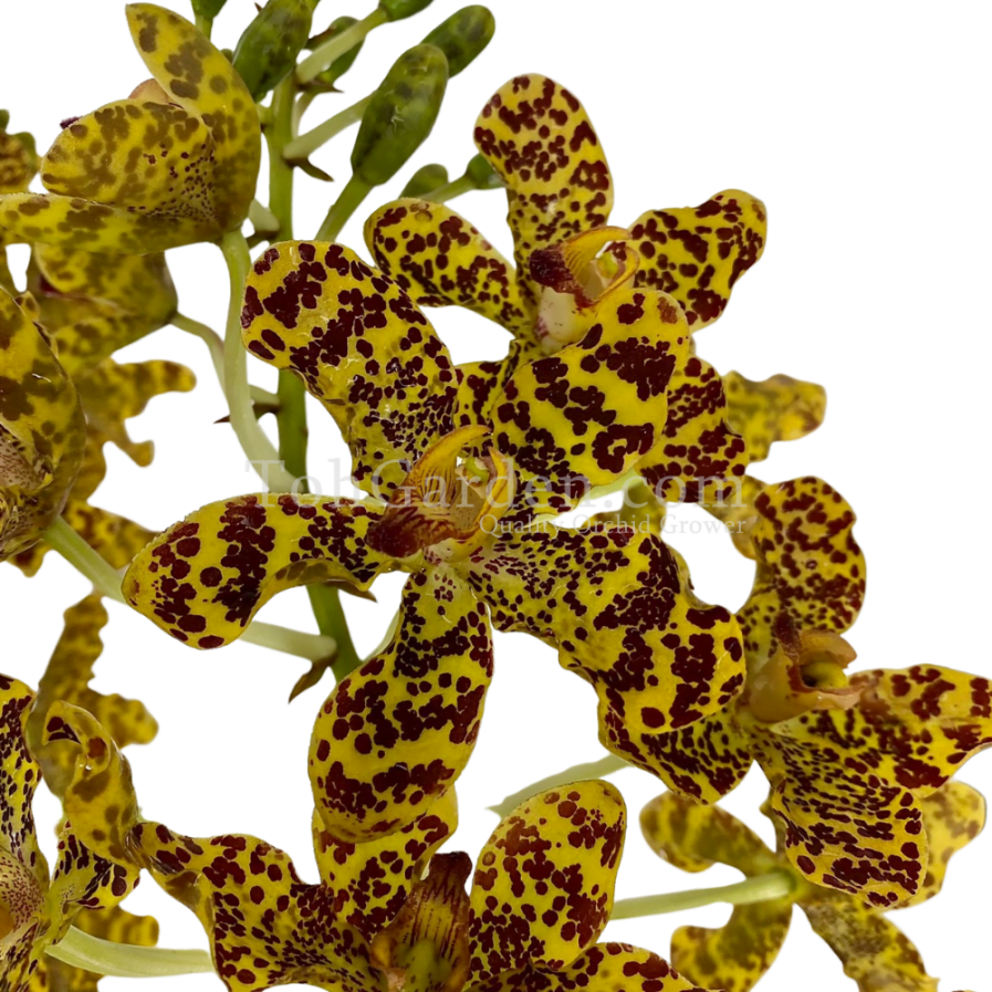 Grammatophyllum speciosum / Tiger Orchid (3 stems cutting)
