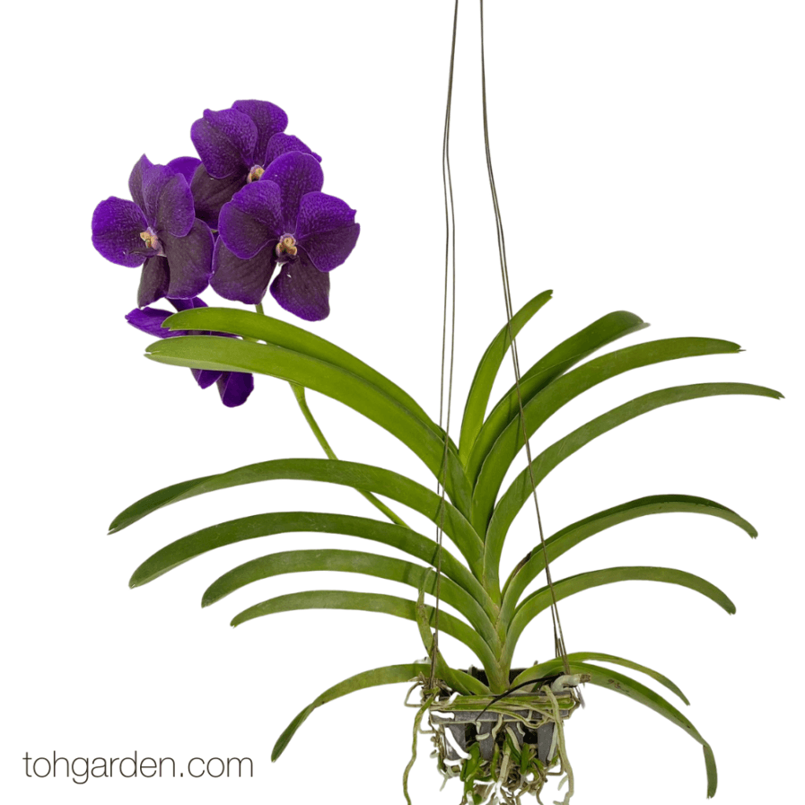 Vanda Pure's Wax Blue x Vanda Boonserm Delight