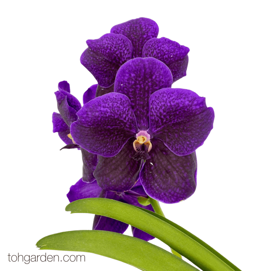 Vanda Pure's Wax Blue x Vanda Boonserm Delight