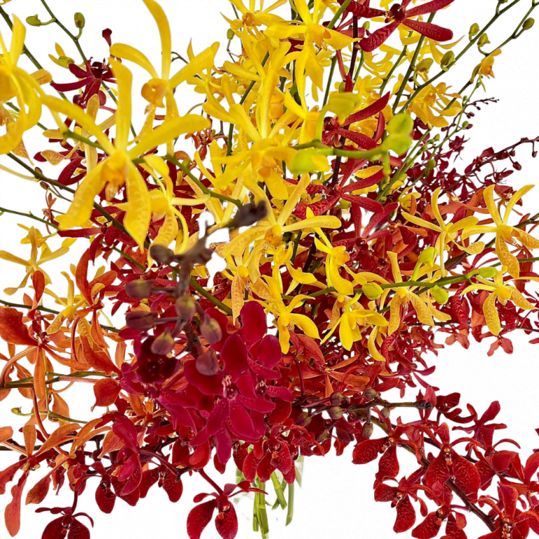 Phoenix Flower Arrangement Toh Garden Singapore Orchid Plant