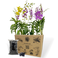 Mix Dendrobium Bundle (Free fertilizers / Hardwood Charcoal)
