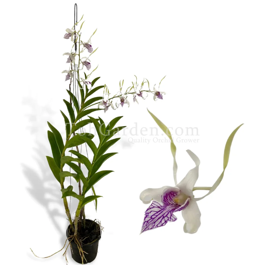 Dendrobium Stratiotes