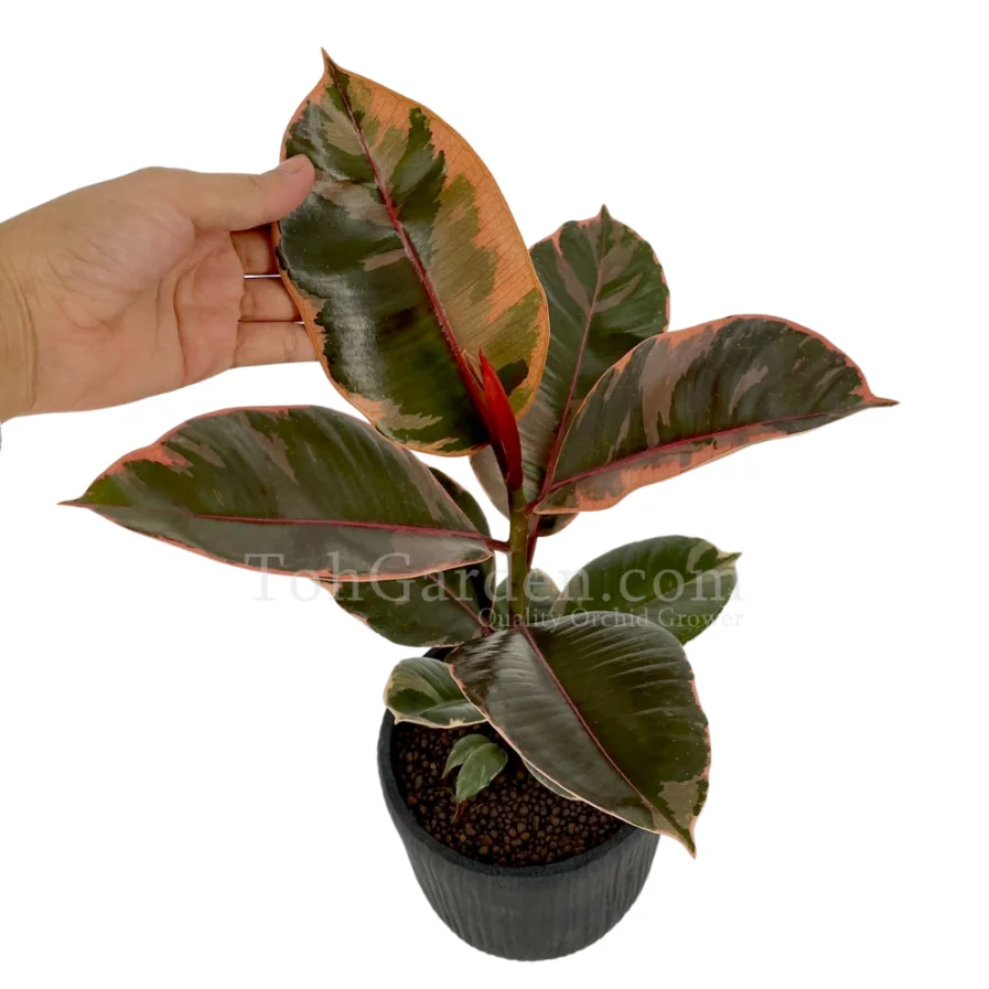 Ficus Elastica