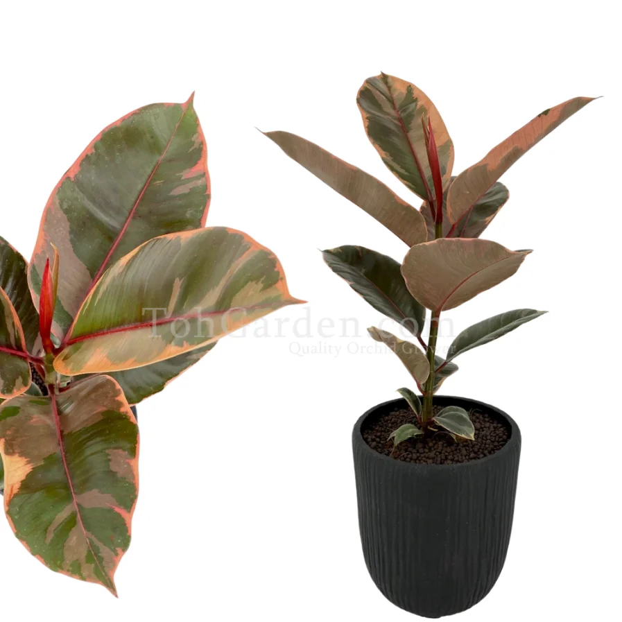 Ficus Elastica