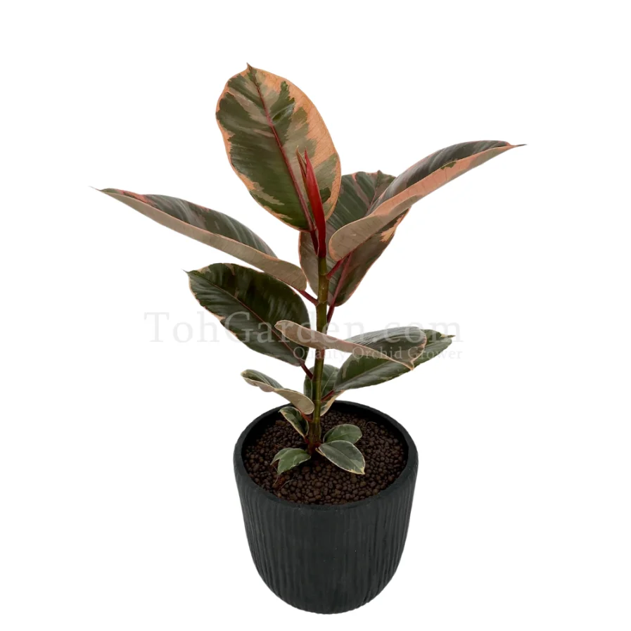 Ficus Elastica