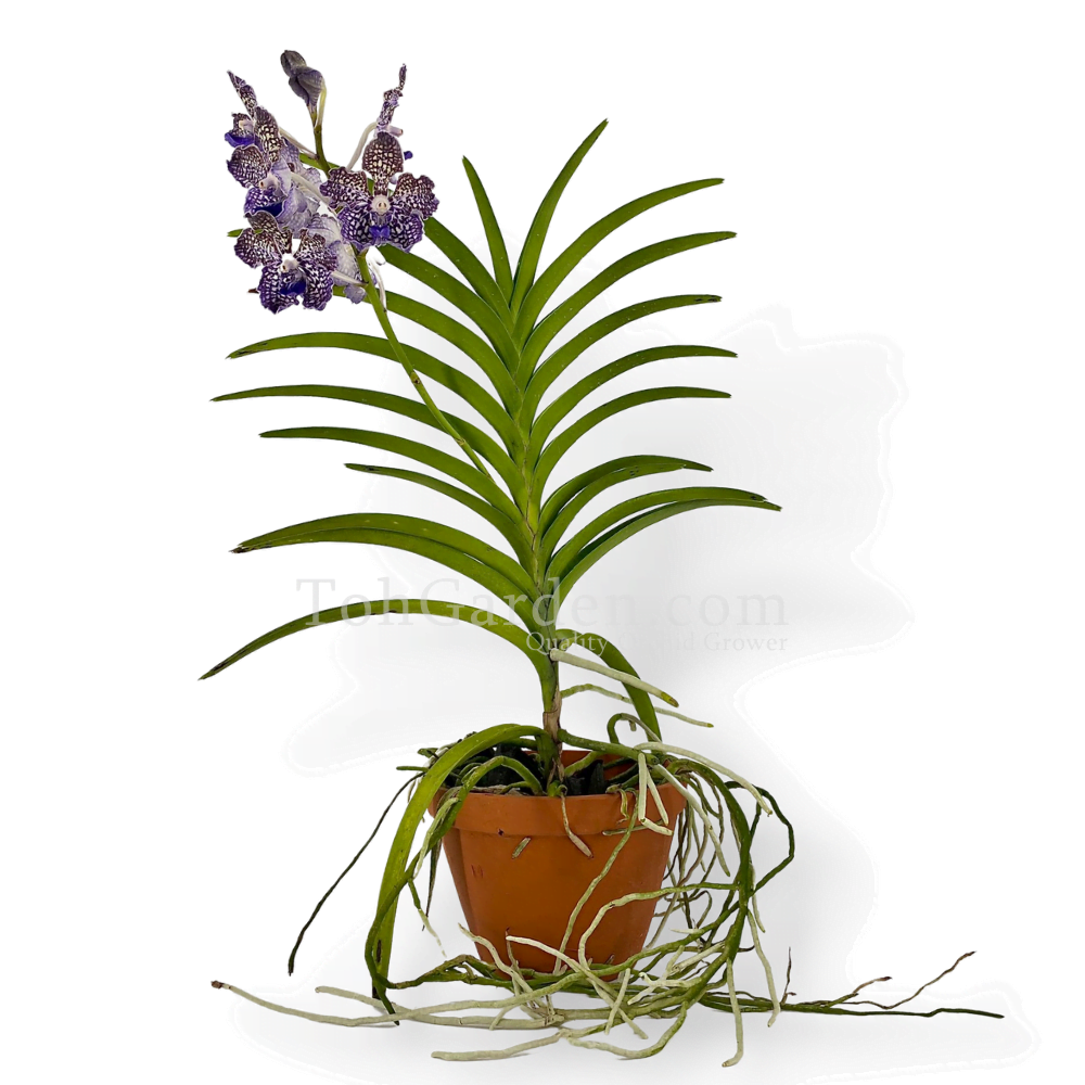 Vanda Mimi Palmer Hybrid - Toh Garden : Singapore Orchid Plant & Flower  Grower