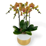 Christmas Phalaenopsis Goldarey 5 in 1