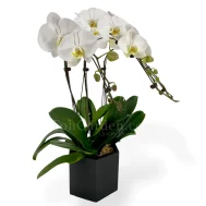 Phalaenopsis Arrangement