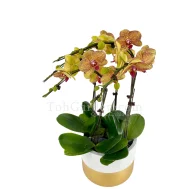 Christmas Phalaenopsis Goldarey (5 in 1)