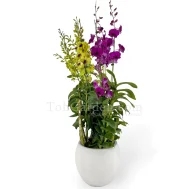 Dendrobium with White Fiberglass Pot 6 in 1