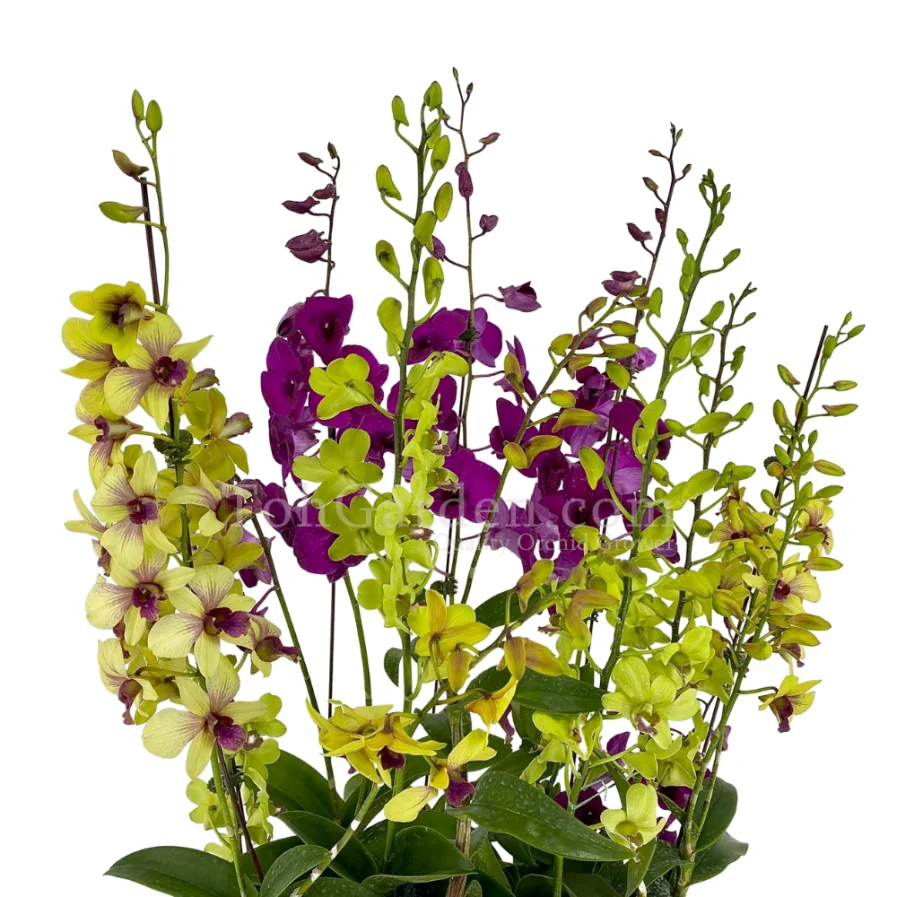 Dendrobium with White Fiberglass Pot (6 in 1)