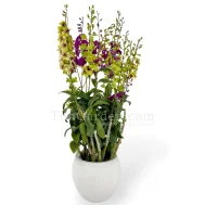 Dendrobium with White Fiberglass Pot (6 in 1)