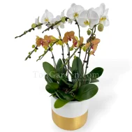 Phalaenopsis with Goldarey Fibreglass Pot 6 in 1