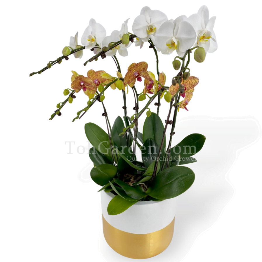 Phalaenopsis with Goldarey Fibreglass Pot (6 in 1)