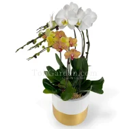 Phalaenopsis with Goldarey Fibreglass Pot (6 in 1)