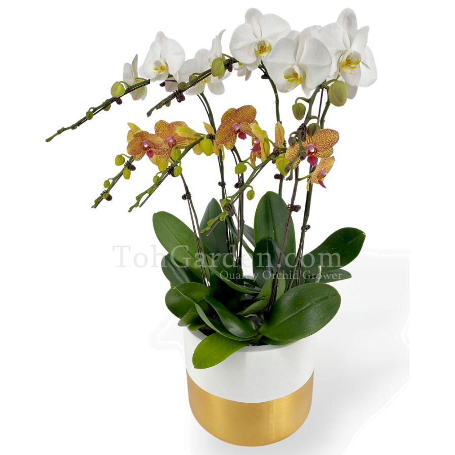 Phalaenopsis with Goldarey Fibreglass Pot (6 in 1)