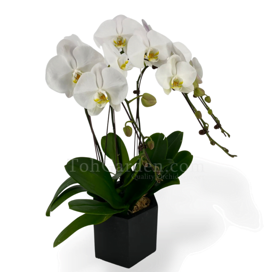 Phalaenopsis Arrangement