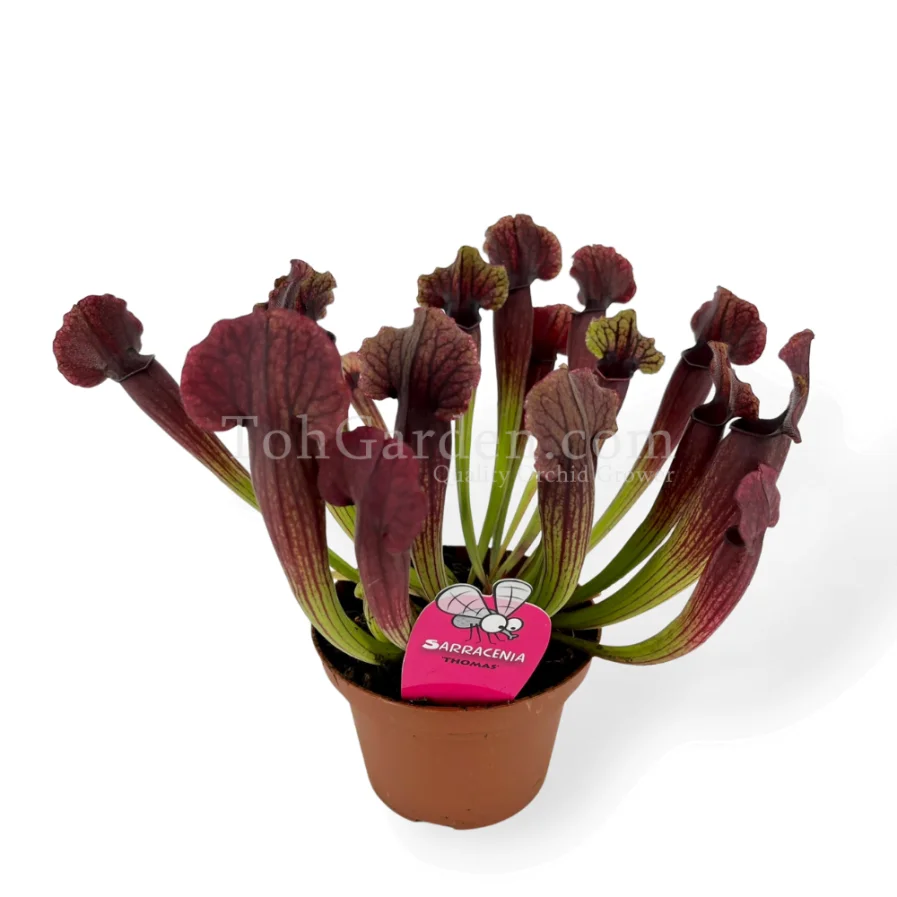 Sarracenia Thomas