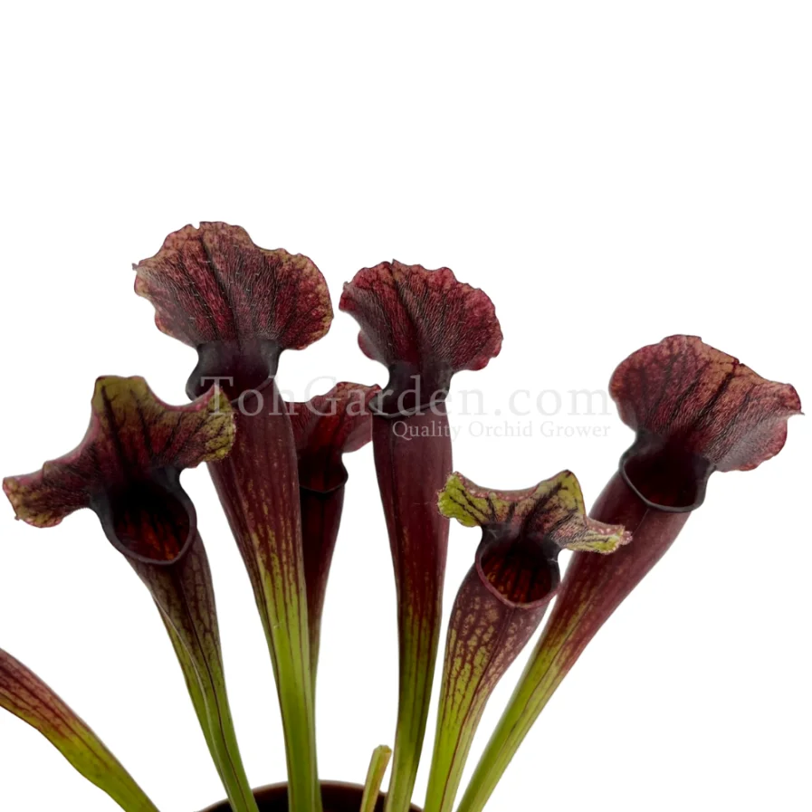 Sarracenia Thomas