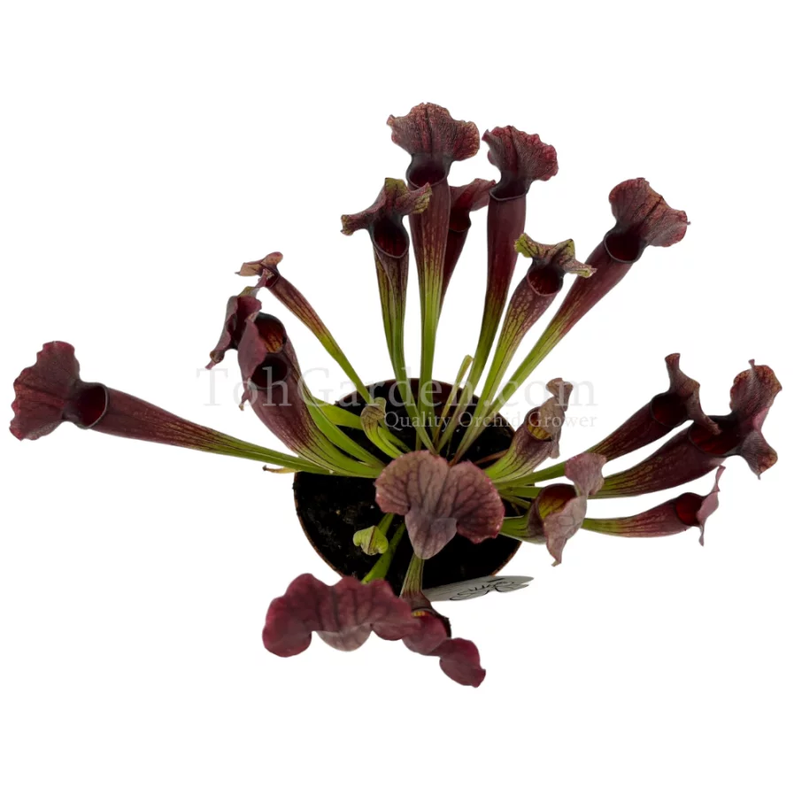 Sarracenia Thomas