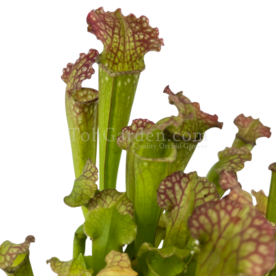 Sarracenia Farnhamii Hybrid