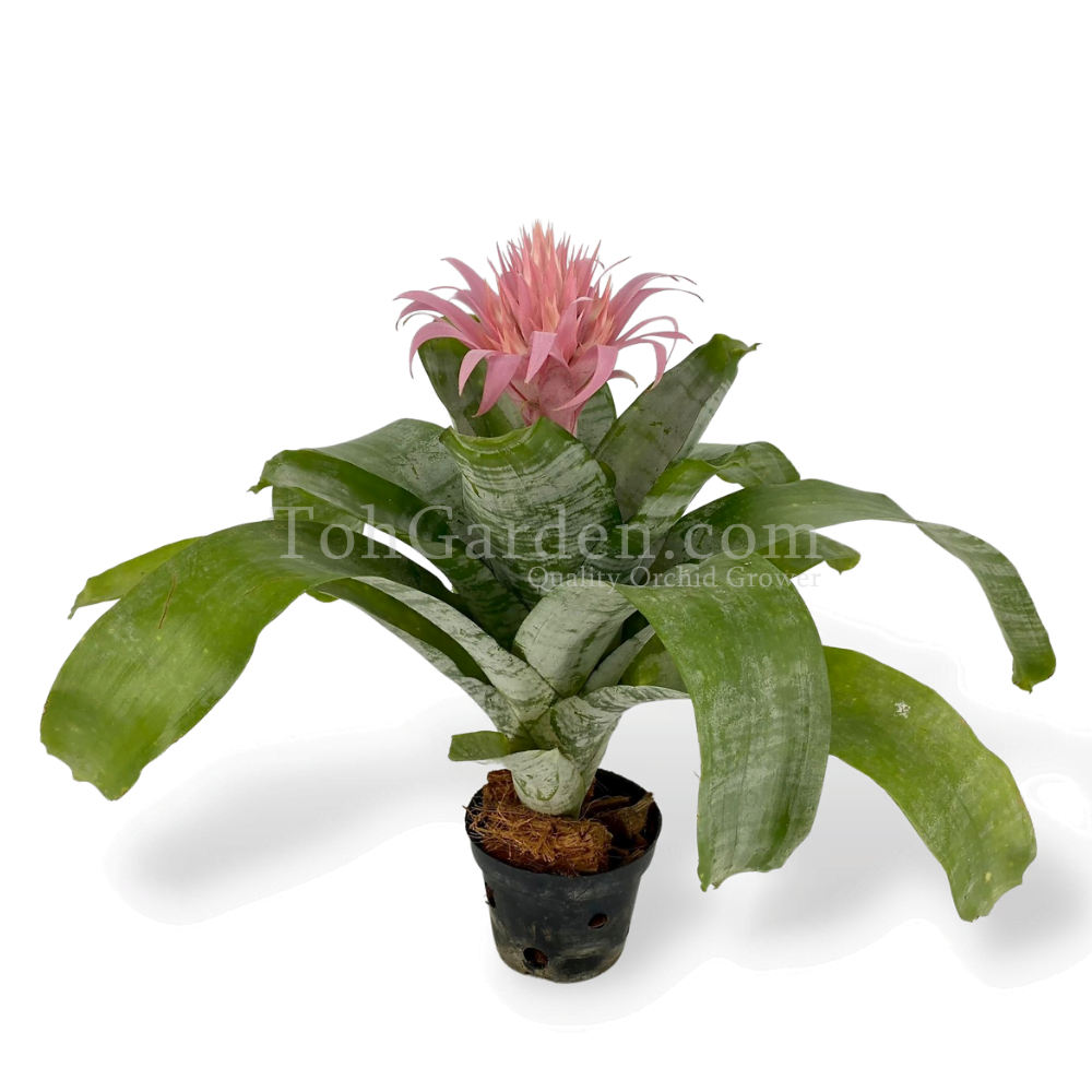 Aechmea fasciata - Toh Garden : Singapore Orchid Plant & Flower Grower
