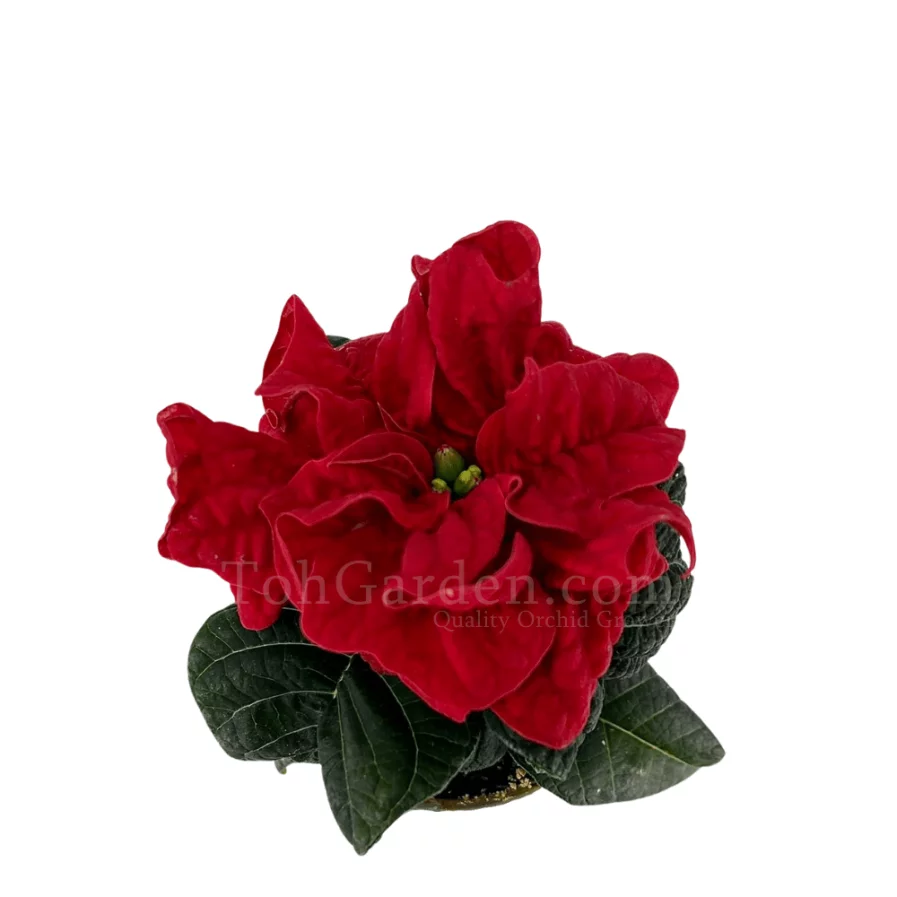 Euphorbia Winter pink