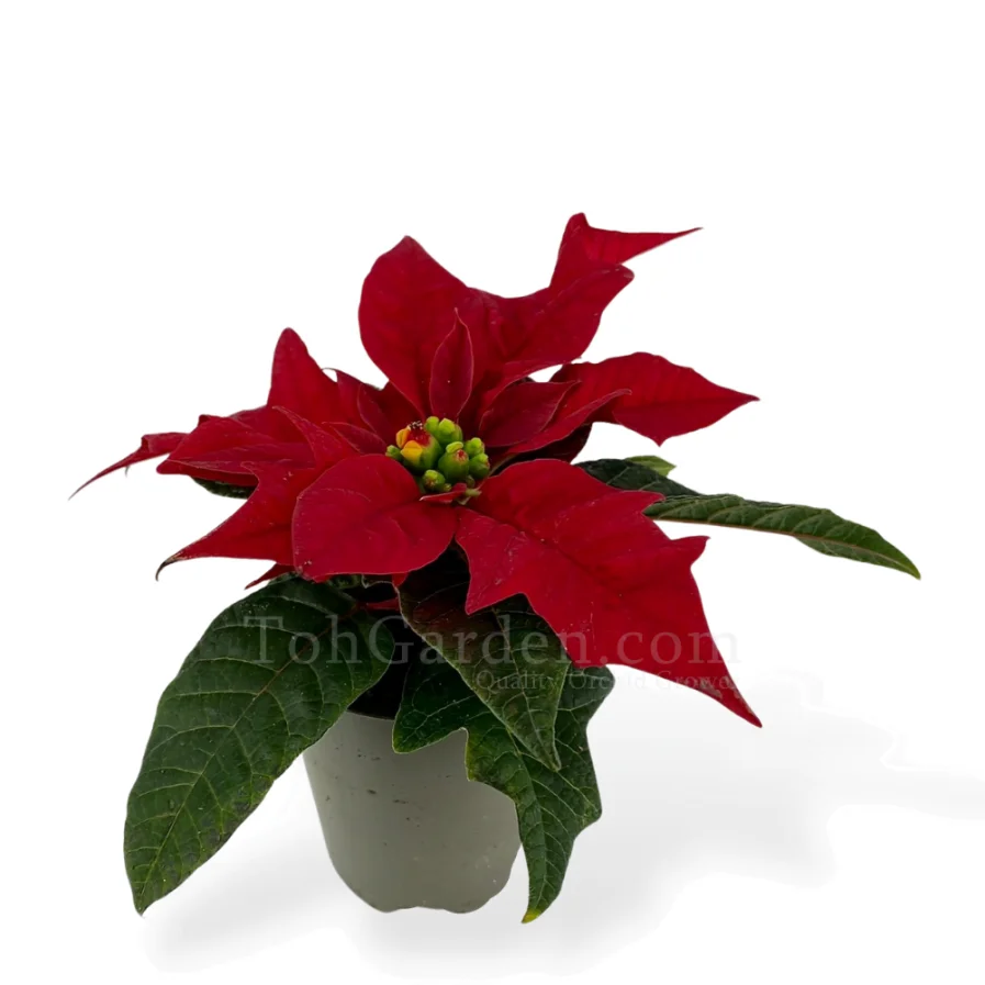 Euphorbia Christmas Feelings