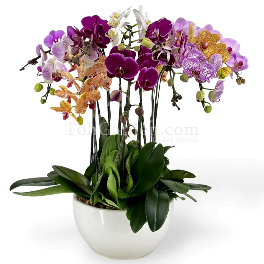 Multicolor Phalaenopsis (Seasonal Colors)