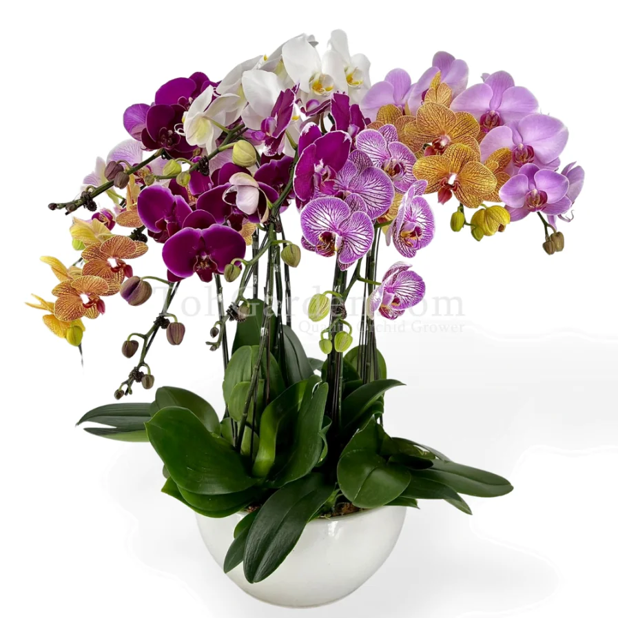 Multicolor Phalaenopsis (Seasonal Colors)