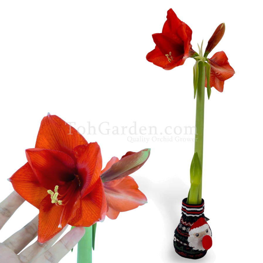 Hippeastrum Lily in Christmas Stockings