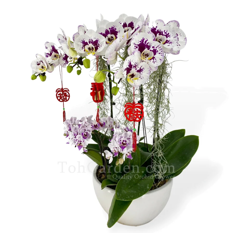 Phalaenopsis Special White