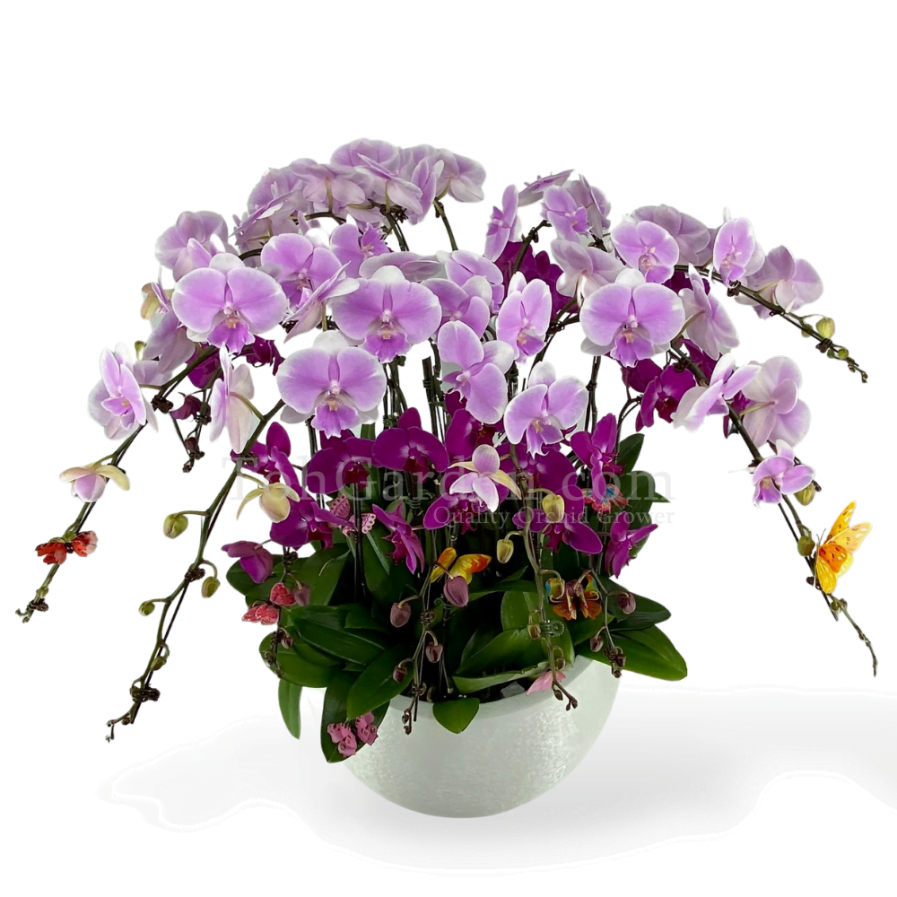 Phalaenopsis in Berryaro Fiberglass Pot Arrangement