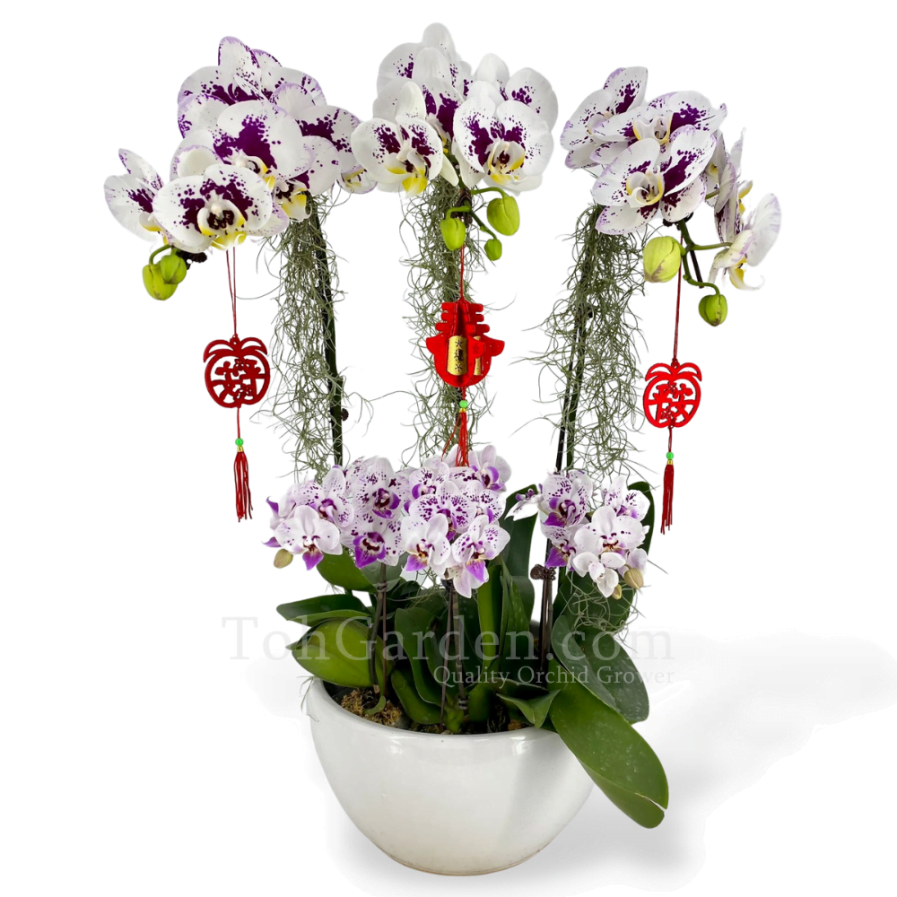 Phalaenopsis Special White