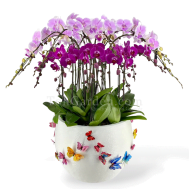Phalaenopsis in Berryaro Fiberglass Pot Arrangement