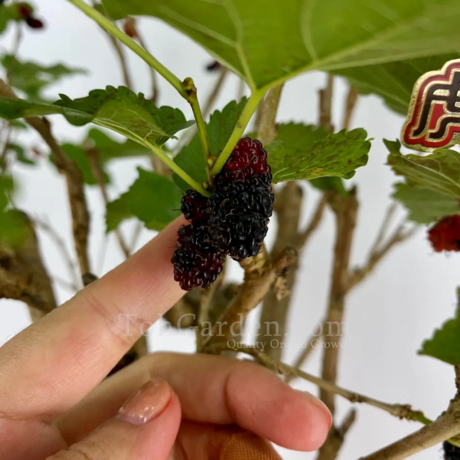 Fruiting Tropical Mulberry