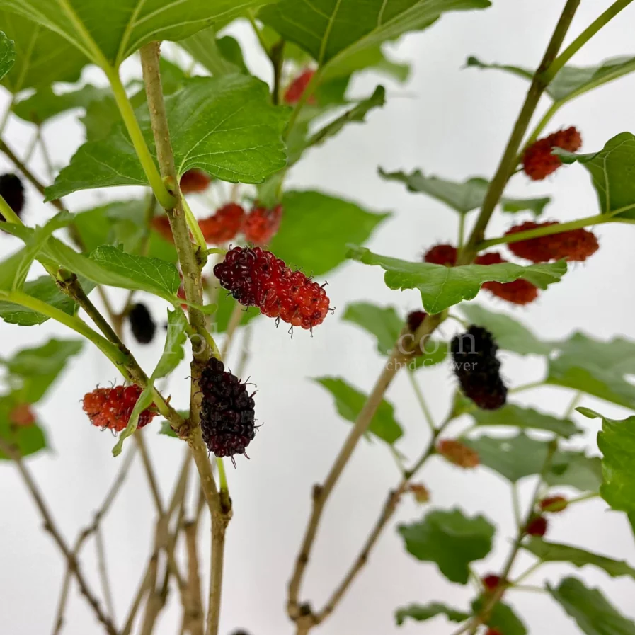 Fruiting Tropical Mulberry