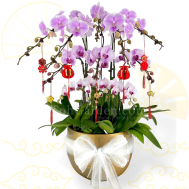 CNY Phalaenopsis Special Arrangement Pink