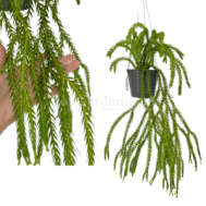 Huperzia (Lycopodium) carinata Nangk Lay