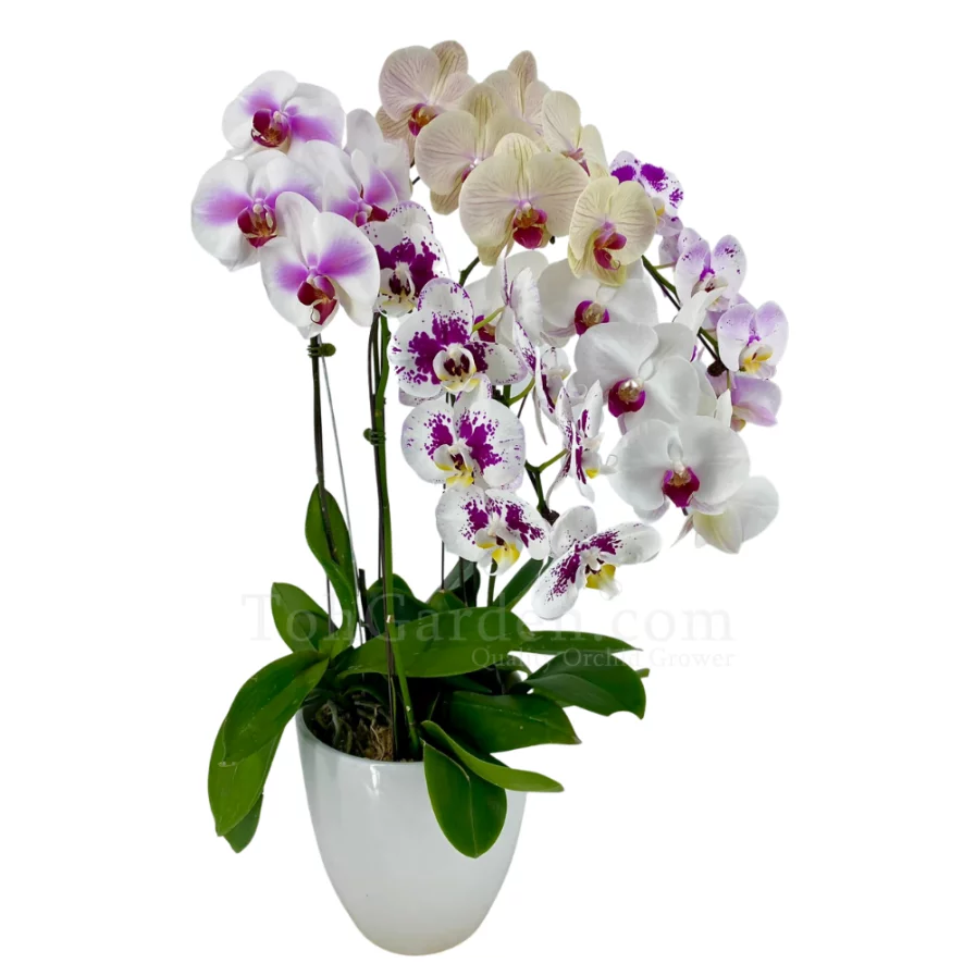 Mix Phalaenopsis Arrangement 5 in 1